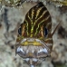 cardinalfish_tiger_ms_ni_v_0115_egy0188.jpg